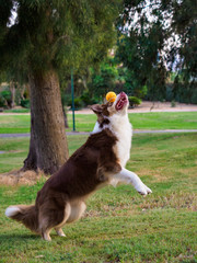 A Dog Playing With a Ball