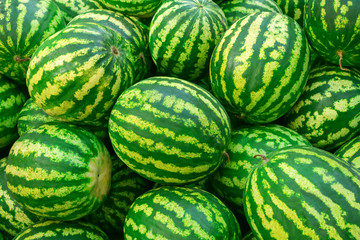 A lot of big sweet green watermelons. Background from watermelons.