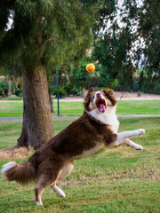 A Dog Playing With a Ball
