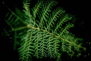 Wild fern leaf. Selective focus. Natural background