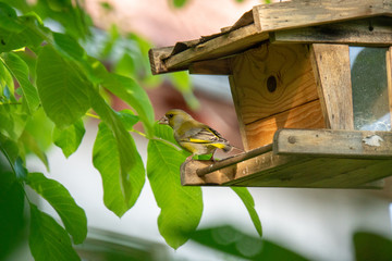 Vogel sitzt auf einem Vogelhäuschen und isst
