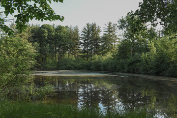 reflection of trees in water