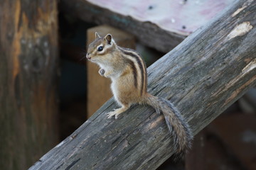 Wild chipmunk sitting on a stump in the forest at the cottage