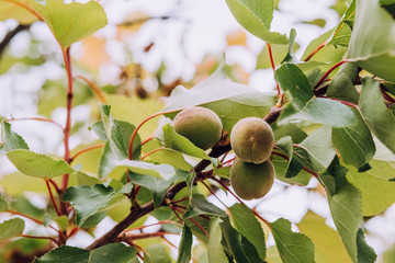 Young, green almonds hanging on tree branch