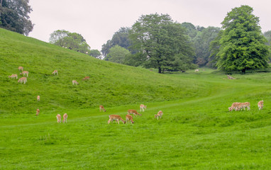 Roe deer in an English country park.