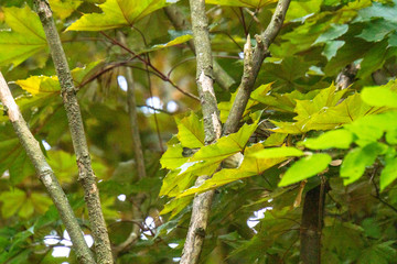 Blick durch Bäume im Frühling