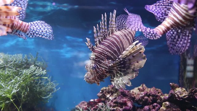 colorful fish swim in the aquarium. An interesting underwater world of the ocean