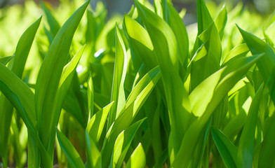 Obraz premium Green leaves on the sun background close-up picture wallpapers. Concept of happiness, season spring or summer and nature