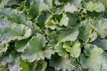 green burdock plant is large. Large bush of burdock