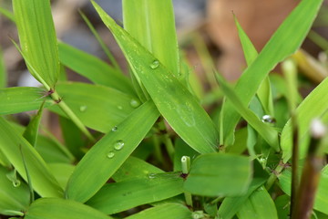 笹の葉と水滴