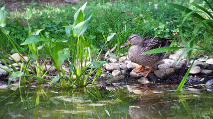 Stockente (weiblich)