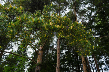 Fototapeta premium Coniferous pine. Branches with young green cones. Close-up bottom view. Coniferous forest in the background.
