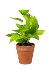 Green potted plant, trees in the cement pot with clipping path isolated on white background.
