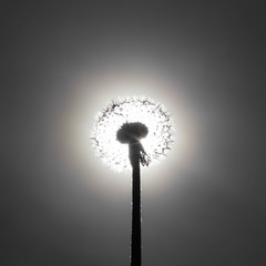 White dandelion in the sun. Close up. Dark background