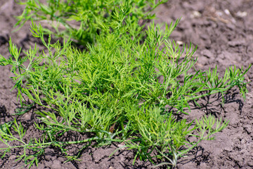 Dill in the garden