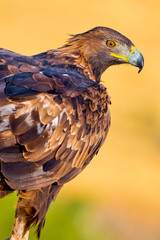 Golden Eagle, Aquila chrysaetos, Spanish Forest, Castile and Leon, Spain, Europe