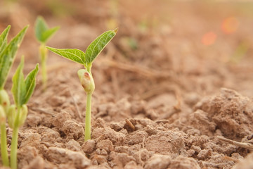 Small young plant (seedling) of green beans or mung bean in soil ground agricultural field of farmer with light of the evening sunset close-up.