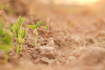 Small young plant (seedling) of green beans or mung bean in soil ground agricultural field of farmer with light of the evening sunset close-up.