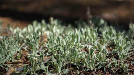 meadow of plants among the pine forest
