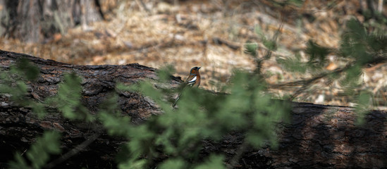 finch sings on a tree in the forest, selective focus image