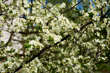 Obraz premium Beautiful spring cherry blossom, flower background, white blossoming tree.