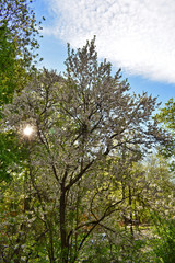 flowering apple trees in the city garden at sunset