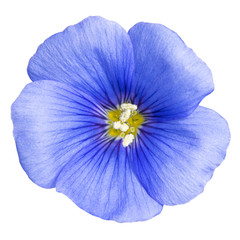 Flax blue flower isolated on white background