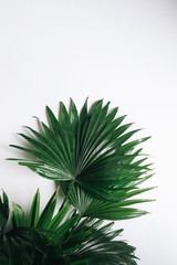 Tropical Green palm leaves on a white background. Indoor plant. Fashion trends in the interior. Home palm Livistona tree. Large round leaves with sharp ends. Thorny stalk. Place for text.
