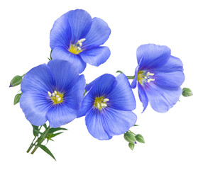 Fototapeta na wymiar Flax blue flowers isolated on white background