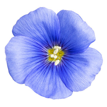 Flax Blue Flower Isolated On White Background