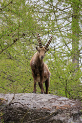 stambecco nel parco nazionale del Gran Paradiso	