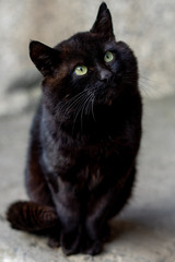 Naklejka na ściany i meble big black cat with green eyes sitting on the asphalt