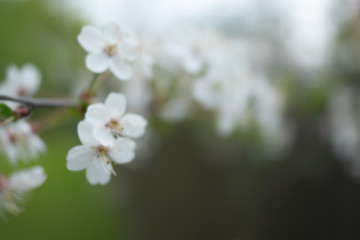 Natural defocused white background with a branch of the cherry blossoms