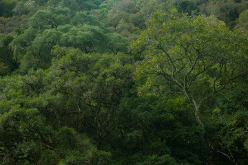 Obraz na płótnie Canvas Urubici, Santa Catarina, Brazil: Dense vegetation of the deep forest in the path of Avencal Waterfall