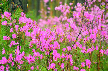 Flowering Bush Rhododendron Daursky (lat. Rhododendron dauricum) or bagulnik. In the woods in spring. Cold shade.

