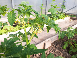 Tomato seedlings are planted in the greenhouse in early spring. The concept of growing vegetables at home.