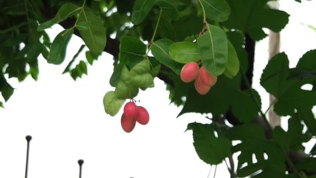 Fresh Carunda or Karonda fruit growth on the branch tree in organic botanical garden,summer sunlight. Herb fruit for health.