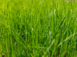 Fototapeta na wymiar Young green grass in sunlight, selective focus. Fresh spring nature background, sunny meadow texture