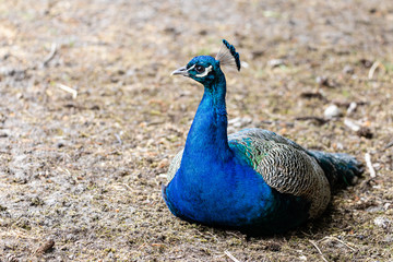 Fototapeta premium Pfau