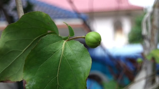 Flacourtiaceae Images Browse 91 Stock Photos, Vectors, and Video