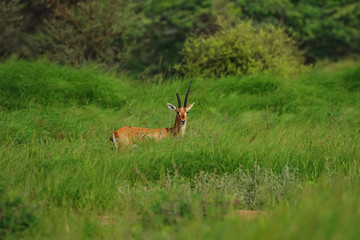 Naklejka na ściany i meble Indian gazelle chinkara antelope with one broken and one pointed horn standing amidst green grass and flowers at Rajasthan India