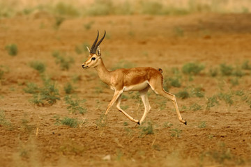 Naklejka na ściany i meble A lone antelope deer Indian gazelle also known as chinkara with long pointed horns running in national park at Rajasthan India 