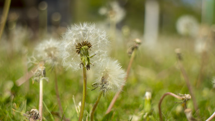 Fototapeta na wymiar Closeup dandelion in Spring Nature scene. Park with dandelions, Green Grass, Trees and flowers. Tranquil Background, sunlight. Beauty in nature.