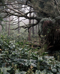 Forêt Tropical Ile de La Réunion