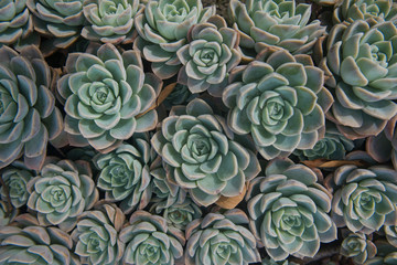 Close-up of a bunch of succulent plants