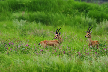 Naklejka na ściany i meble A pair of Indian gazelles antelopes also called chinkara with long and pointed horns standing amidst green grass land at Rajasthan India