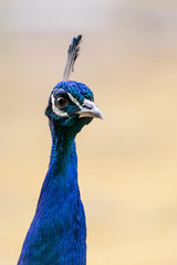 Obraz premium Pfau