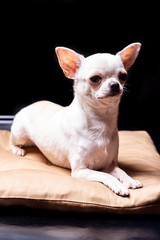 A cream chihuahua dog lying on a beige pillow looks away on a black background. Vertical orientation.