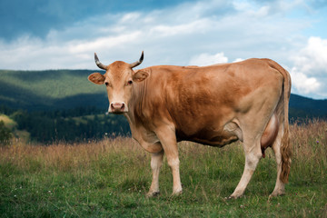 Cow on a pasture