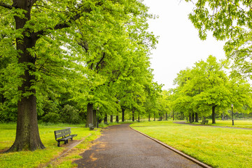 Obraz premium road in the park